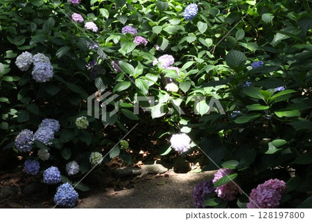 Hydrangea blooming in the clear of the rainy season Hydrangea blooming in the clear of the rainy season 128197800