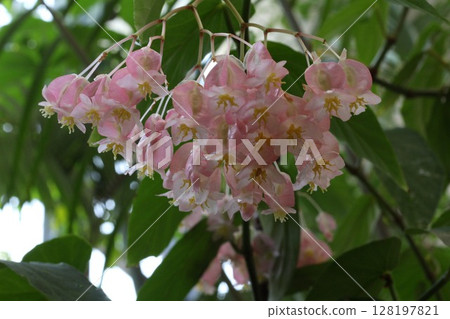 Beautiful pink flowers Beautiful pink flowers 128197821