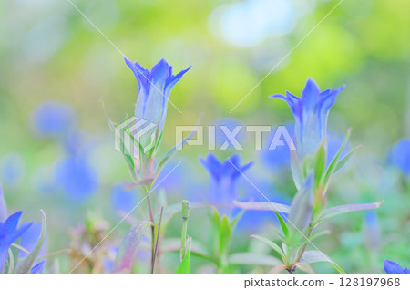 藍龍膽的奇幻花景 藍龍膽的奇幻花景 128197968