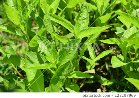 蓼科(Polygonaceae) 蓼科(Polygonaceae) 128197969