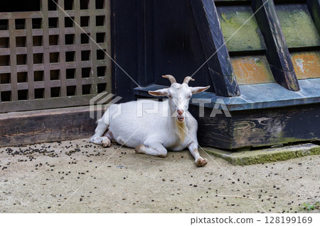 天引觀音寺的山羊 天引觀音寺的山羊 128199169