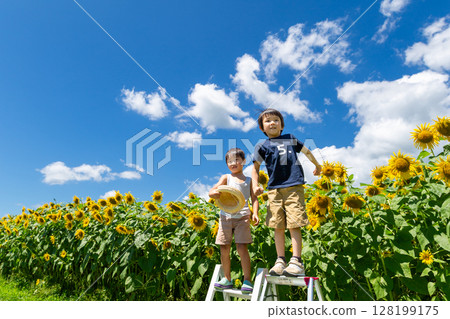 Sunflower field 128199175