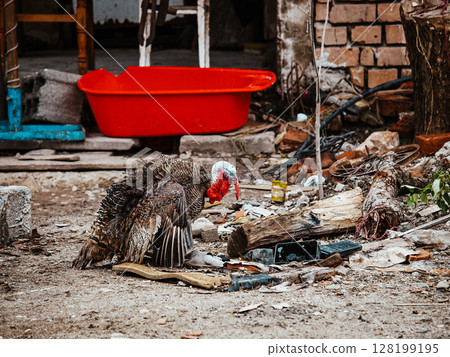 Colorful Scene Of A Turkey In A Poverty-Stricken Backyard: A Turkey With Vibrant Feathers And A Red Wattle Standing Amidst Wooden Debris, A Bright Red Basin, And Brick Walls Reflecting A Rural And Colorful Scene Of A Turkey In A Poverty-Stricken Backyard: A Turkey With Vibrant Feathers And A Red Wattle Standing Amidst Wooden Debris, A Bright Red Basin, And Brick Walls Reflecting A Rural And 128199195