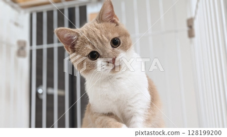 好奇的小貓歪著頭 128199200