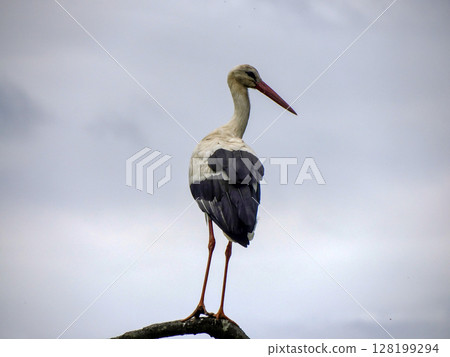 stork close up portrait detail stork close up portrait detail 128199294