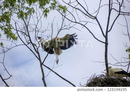 Flying stork close up portrait 128199295