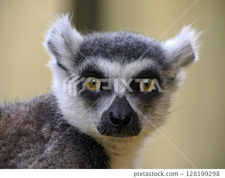 lemur monkey close up portrait 128199298