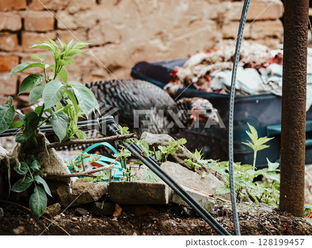 Colorful Scene Of A Turkey In A Poverty-Stricken Backyard: A Turkey With Vibrant Feathers And A Red Wattle Standing Amidst Wooden Debris, A Bright Red Basin, And Brick Walls Reflecting A Rural And Colorful Scene Of A Turkey In A Poverty-Stricken Backyard: A Turkey With Vibrant Feathers And A Red Wattle Standing Amidst Wooden Debris, A Bright Red Basin, And Brick Walls Reflecting A Rural And 128199457