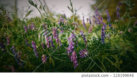 Vicia cracca - tufted vetch, cow vetch, bird vetch, blue vetch, boreal vetch, is a species of flowering plant in the pea and bean family Fabaceae. It is native to Europe and Asia. It occurs on other Vicia cracca - tufted vetch, cow vetch, bird vetch, blue vetch, boreal vetch, is a species of flowering plant in the pea and bean family Fabaceae. It is native to Europe and Asia. It occurs on other 128199648
