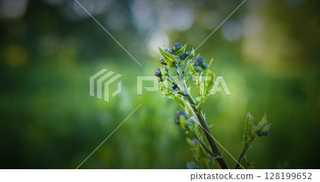 Ants on the stem of Cirsium arvense. perennial species of flowering plant in the family Asteraceae, native throughout Europe and western Asia, northern Africa and widely introduced elsewhere. creeping 128199652