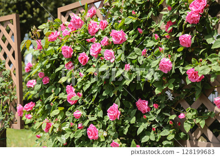 Pink roses blooming in the rose garden 128199683
