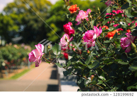 Pink roses blooming in the rose garden Pink roses blooming in the rose garden 128199692