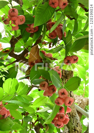 Wax (Myrtaceae) Java Wax Wax (Myrtaceae) Java Wax 128199814