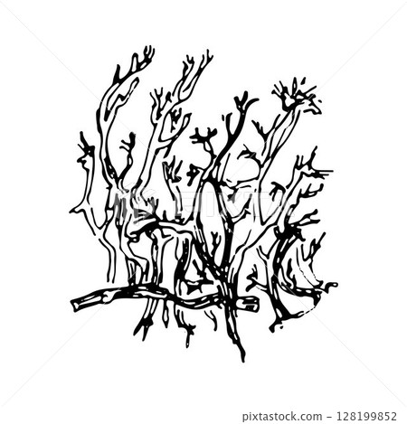 Line sketch illustration of sphagnum moss on white background 128199852