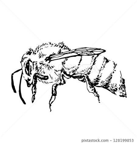 Illustration of a bee with a thin liner, an outline image of an insect on a white background 128199853