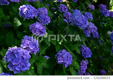 藍色繡球花在樹蔭下綻放 128200015