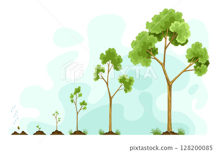 Stages growth of tree from seed. Watering the seeds from cloud rain. Collection of trees from small to large. Green tree with leaf growth steps. Illustration of business cycle development 128200085