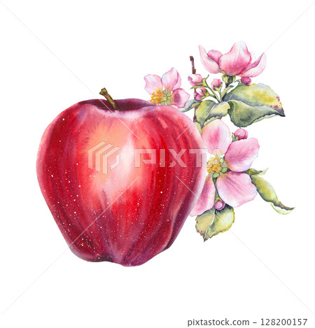 Watercolor illustration of a red apple with blooming pink apple flowers and green leaves. Botanical, hand-painted style. Suitable for food, garden, and seasonal design themes. Watercolor illustration of a red apple with blooming pink apple flowers and green leaves. Botanical, hand-painted style. Suitable for food, garden, and seasonal design themes. 128200157