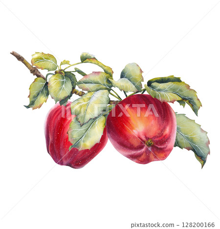 Watercolor illustration of two ripe red apples on a branch with lush green leaves. Natural harvest symbol, ideal for seasonal, rustic, or botanical design projects. Watercolor illustration of two ripe red apples on a branch with lush green leaves. Natural harvest symbol, ideal for seasonal, rustic, or botanical design projects. 128200166