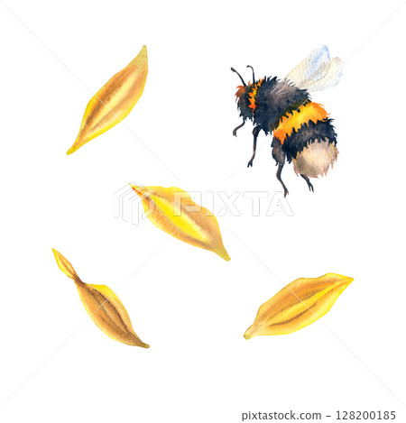 Watercolor illustration fluffy bumblebee and yellow sunflower petals, in realistic botanical style. For eco packaging, honey branding, summer designs, natural cosmetics, and educational materials. Watercolor illustration fluffy bumblebee and yellow sunflower petals, in realistic botanical style. For eco packaging, honey branding, summer designs, natural cosmetics, and educational materials. 128200185