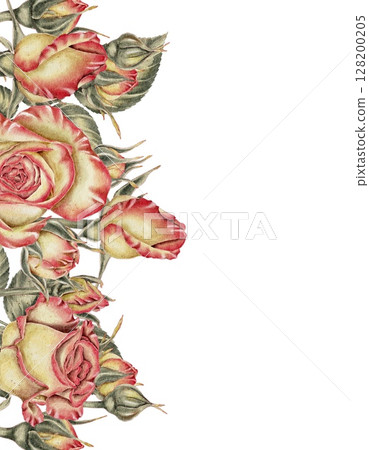 Yellow and pink roses and buds and green leaves composition on white. Watercolor illustration for cards, invitations, holidays Spring, birthday, Valentine's Day, wedding or Mother's Day. Yellow and pink roses and buds and green leaves composition on white. Watercolor illustration for cards, invitations, holidays Spring, birthday, Valentine's Day, wedding or Mother's Day. 128200205