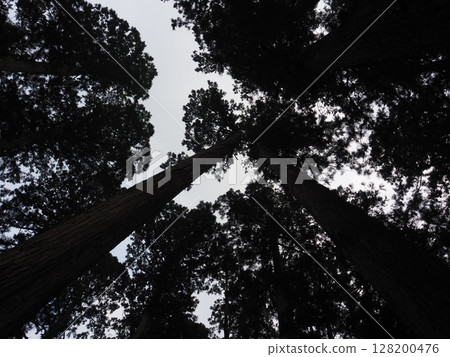 Cedars looked up Cedars looked up 128200476