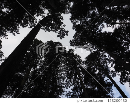 Cedars looked up Cedars looked up 128200480