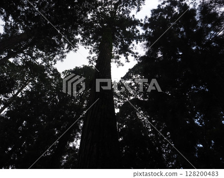 Cedars looked up 128200483