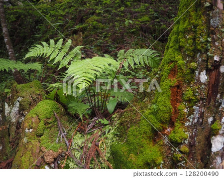 Moss and ferns growing at the base of a tree 128200490