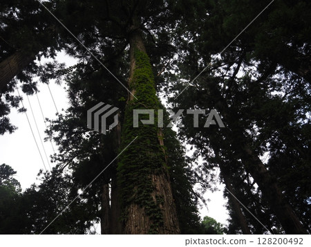 Tree with ivy 128200492