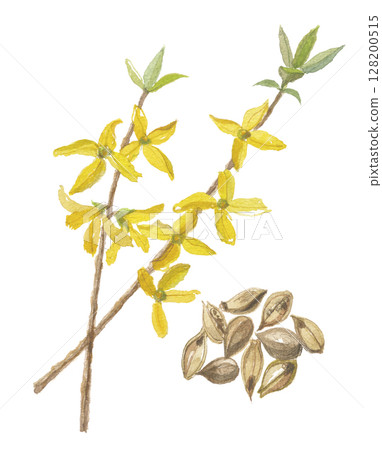 連翹花和果實的水彩畫 128200515