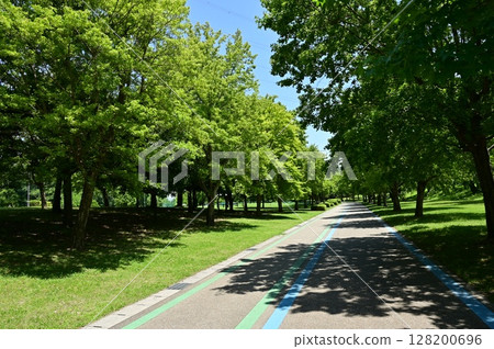 自行車道和新鮮的綠色樹木 自行車道和新鮮的綠色樹木 128200696