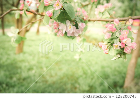 Branches of blossoming cherry on grown in organic garden in morning light outdoors. Beautiful flower sakura close-up, copy space Branches of blossoming cherry on grown in organic garden in morning light outdoors. Beautiful flower sakura close-up, copy space 128200743
