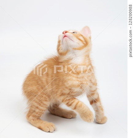 Ready to jump small cute kitty Ready to jump small cute kitty 128200988