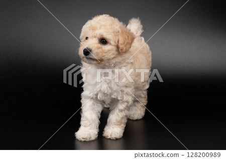 Funny cute fluffy poodle dog Funny cute fluffy poodle dog 128200989
