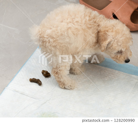 Small doggy make poop at home Small doggy make poop at home 128200990