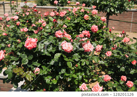 Orange rose in full bloom 128201126