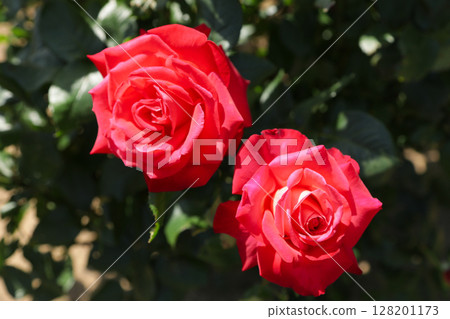 玫瑰園裡盛開的紅玫瑰 128201173