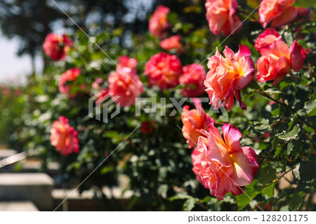 玫瑰園裡盛開的紅玫瑰 玫瑰園裡盛開的紅玫瑰 128201175