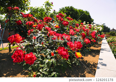 Red roses blooming in the rose garden 128201178