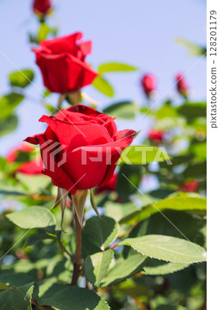 Red roses blooming in the rose garden 128201179