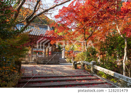 Autumn leaves at Kuwayama Shrine. Kameoka City, Kyoto Prefecture. 128201479