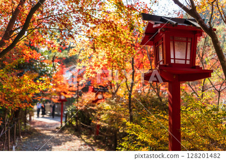 Red lanterns at Kuwayama Shrine and a path lined with autumn leaves illuminated by autumn light. Kameoka, Kyoto Prefecture. Red lanterns at Kuwayama Shrine and a path lined with autumn leaves illuminated by autumn light. Kameoka, Kyoto Prefecture. 128201482