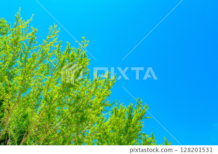 Blue sky and fresh green ginkgo tree Blue sky and fresh green ginkgo tree 128201531