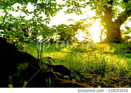 The light of the setting sun shining through the base of the tree and the beautiful grassland. Background 128201638