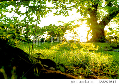 The light of the setting sun shining through the base of the tree and the beautiful grassland. Background 128201641