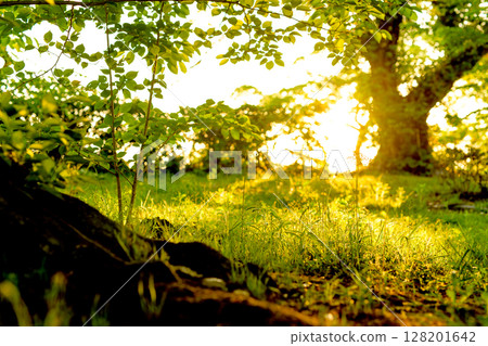 The light of the setting sun shining through the base of the tree and the beautiful grassland. Background The light of the setting sun shining through the base of the tree and the beautiful grassland. Background 128201642