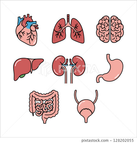Human Internal Organs Icons Set in Flat Cartoon Style for Medical and Educational Use, Vector Illustration 128202055