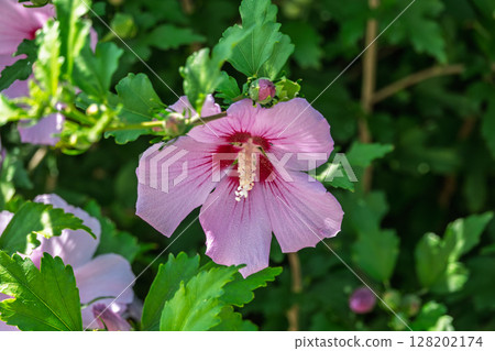 Pink flowers of Hibiscus moscheutos plant close-up. Hibiscus moscheutos, swamp hibiscus, 128202174