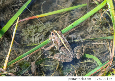 A large green frog sits in the marsh. 128202176